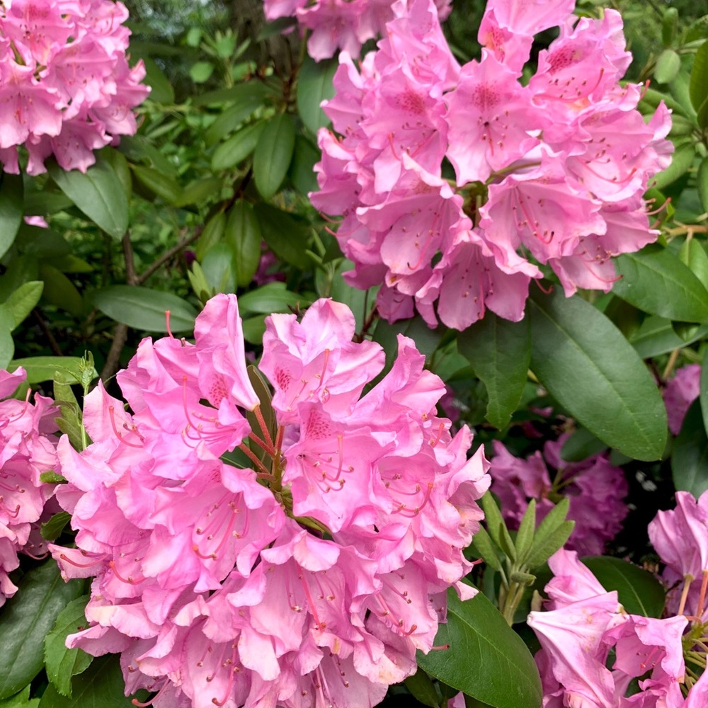 Meet your Posher, Jody